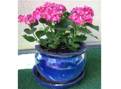 Pot en terre cuite avec un hortensia fleuri