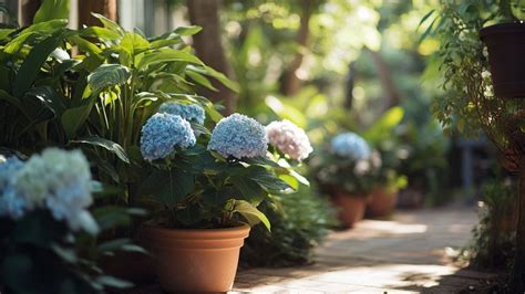 Terrasse aménagée avec plusieurs hortensias en pots