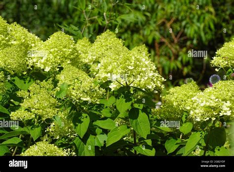 Hortensia paniculata 'Limelight' avec ses fleurs vertes et roses
