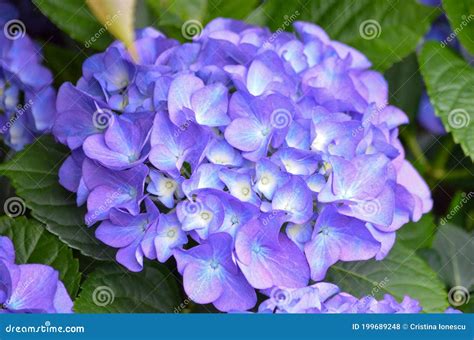 Gros plan sur les fleurs bleues d'un hortensia macrophylla