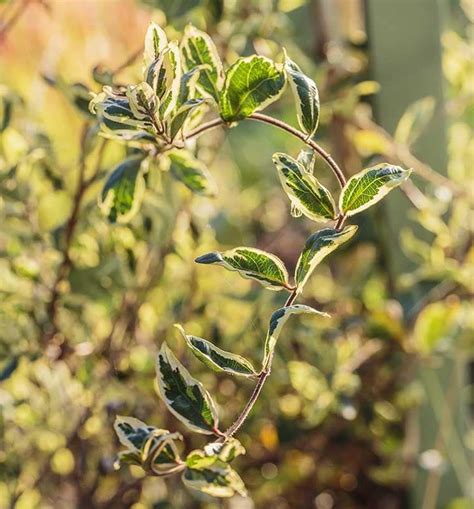 Feuillage tricolore du Lonicera japonica 'Maskerade' en hiver