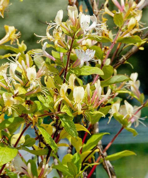 Feuillage panaché de Lonicera japonica 'Aureoreticulata' et fleurs