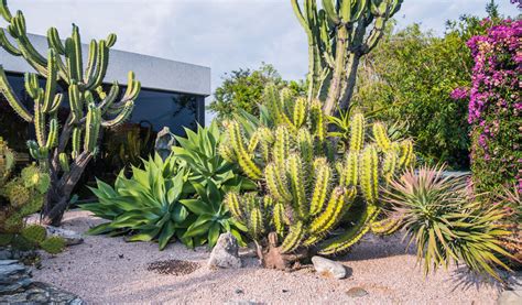 Plantes grasses dans un jardin sec