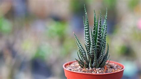Collection de Haworthia en intérieur