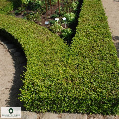 Exemple de paillage minéral autour de Lonicera nitida 'Maigrün'