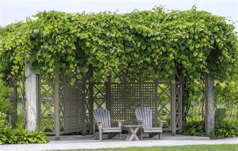 Vue d'ensemble d'une pergola recouverte de Lonicera grimpant