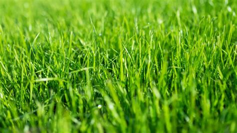 Pelouse dense et verte sans mousse