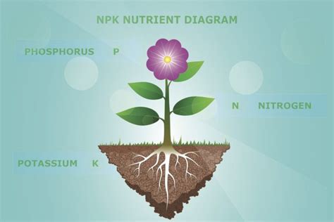 Diagramme des nutriments NPK
