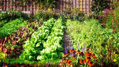 Jardin potager avec des légumes