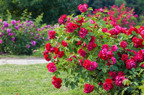 Illustration d'un rosier en fleurs dans un jardin ensoleillé