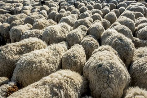 Moutons tondus et laine