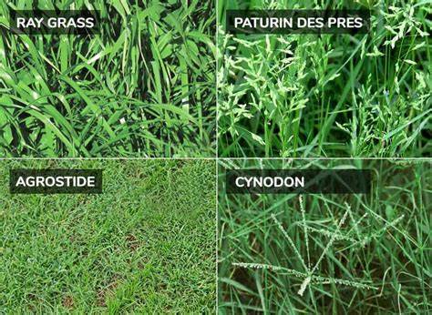 Illustration des différents types de pelouse selon leur usage (jeu, ornement, ombre)
