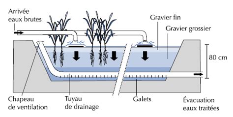 Filtre planté de roseaux à écoulement vertical (Source : Molle et al., 2004)