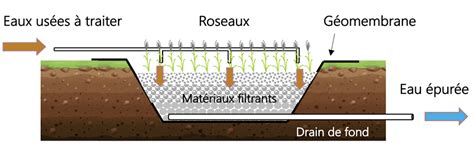 Système racinaire dans la profondeur du filtre planté