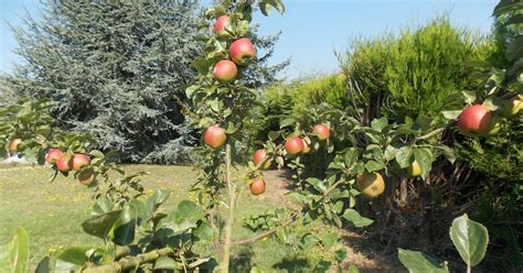 Arbre fruitier en retard de feuillaison