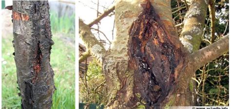 Chancre cortical sur le tronc d'un arbre