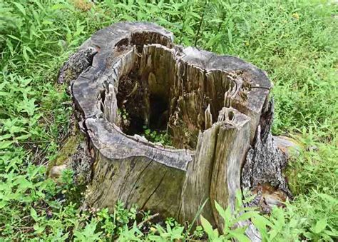 Souche d'arbre mort recouverte de lierre