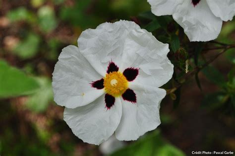 Ciste en fleur