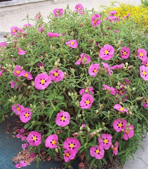 Fleurs de Cistus purpureus
