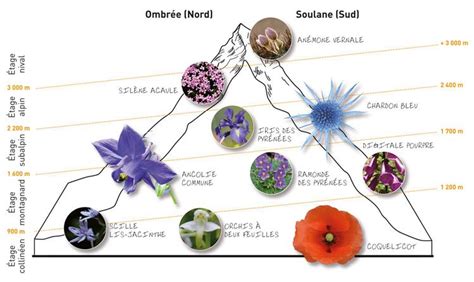 Illustration de la flore des Prés du Baugé, mettant en avant des espèces rares