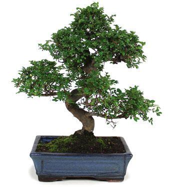 Zelkova parvifolia en style bonsaï avec sa ramification caractéristique