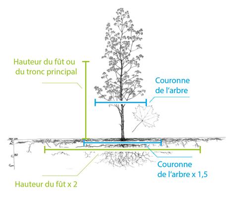 Schéma illustrant l'équilibre entre la taille du feuillage et la taille des racines