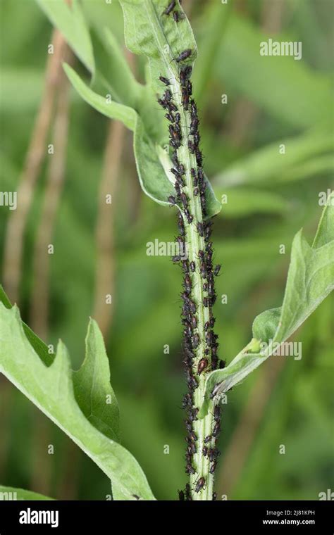 Illustration macro d'une colonie de pucerons noirs sur une tige de plante