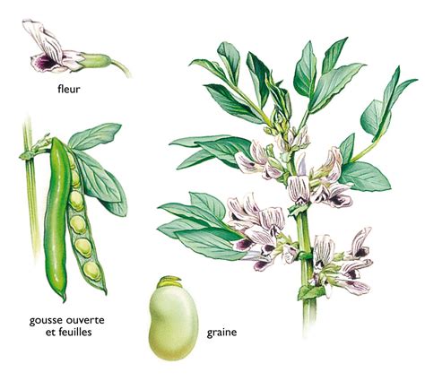 Illustration botanique d'un plant de fève mature avec ses gousses