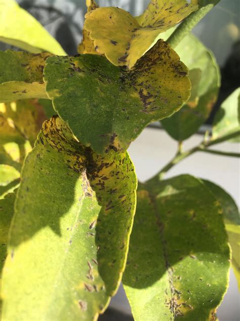 Champignon oïdium sur feuille de citronnier