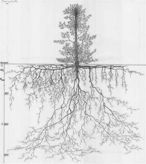 Vue en coupe des systèmes racinaires d'arbres et arbustes