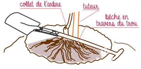 Schéma d'un trou de plantation pour arbre fruitier