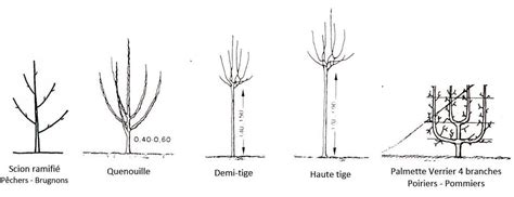 Comparaison des différentes formes d'arbres fruitiers