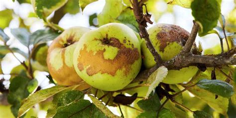 Schéma comparatif des symptômes sur rameaux et fruits