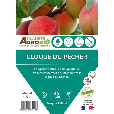 Pêcher atteint de la cloque du pêcher