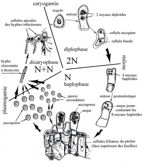 Schéma du cycle de vie de Taphrina deformans