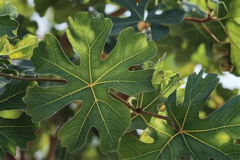 Schéma illustrant les bienfaits des feuilles de figuier sur le corps humain