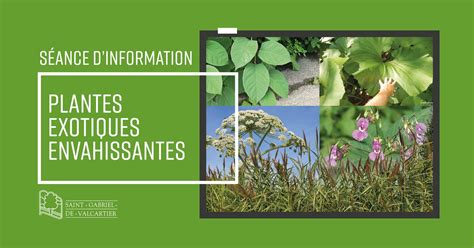 Infographie sur les impacts des plantes envahissantes sur la biodiversité et la santé