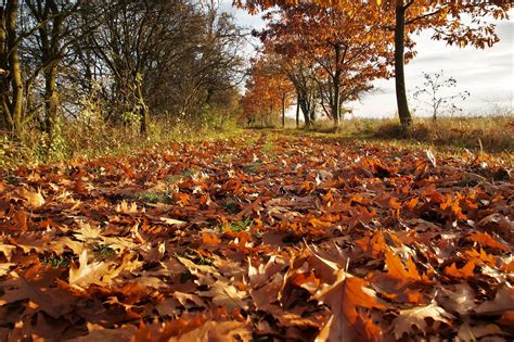 Un jardin ombragé en automne avec des feuilles tombées au sol