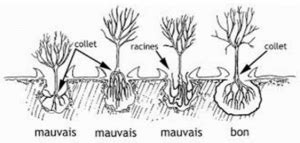 Schéma illustrant la plantation correcte d'un arbre avec le collet au niveau du sol