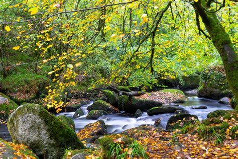 Forêt bretonne automnale