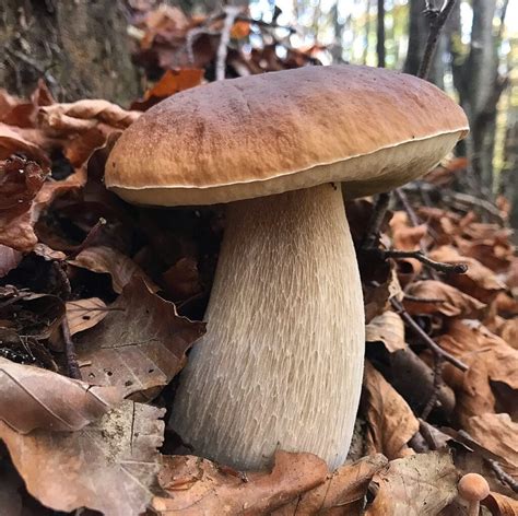 Cèpe de Bordeaux dans son habitat