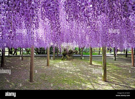 Vue d'ensemble d'une glycine en pleine floraison au printemps
