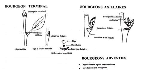Schéma explicatif de la taille de la clématite au niveau des bourgeons