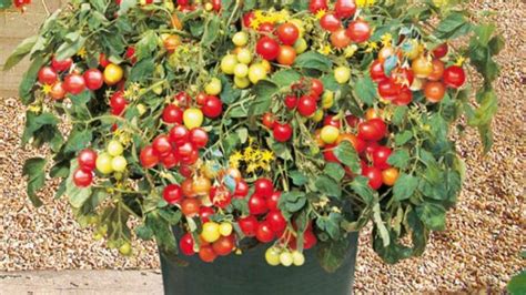 tomates cerises en pot