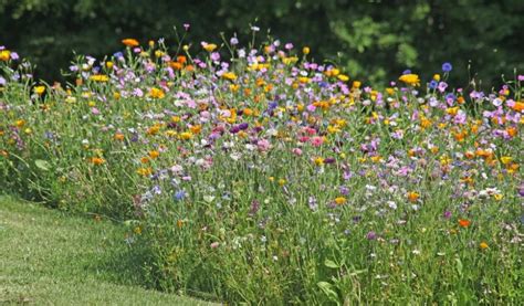 Photo d'une prairie fleurie intégrée dans un jardin, avec des zones de tonte différenciée