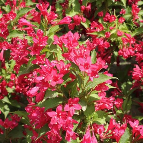 Illustration d'un Weigela Nain Rouge en pleine floraison