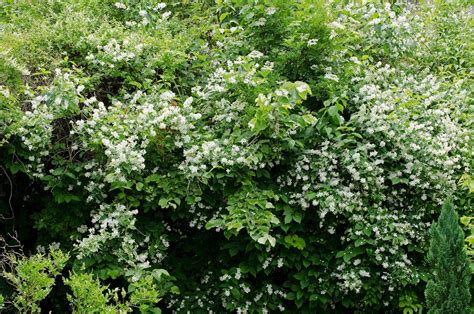 Haie de seringat en fleurs au printemps