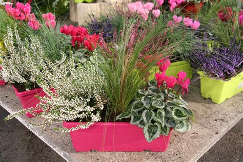 Composition florale dans une jardinière