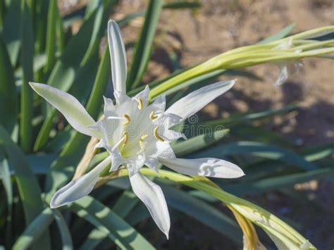 Lis de mer en fleur sur une dune