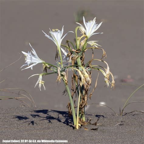 Ombelle de fleurs de lis de mer